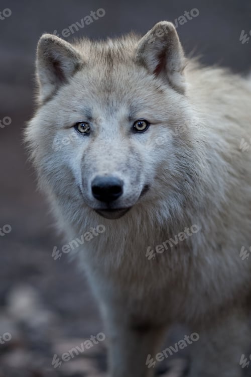 Preview: Close up view of a male wolf (Canis lupus)