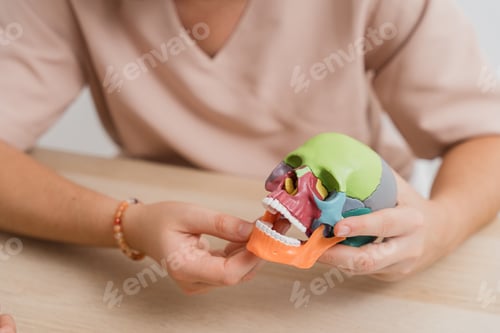 Preview: Physiotherapist showing anatomical skull model to patient