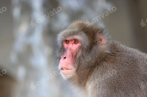 Preview: Japanese macaque (Macaca fuscata), also known as the snow monkey