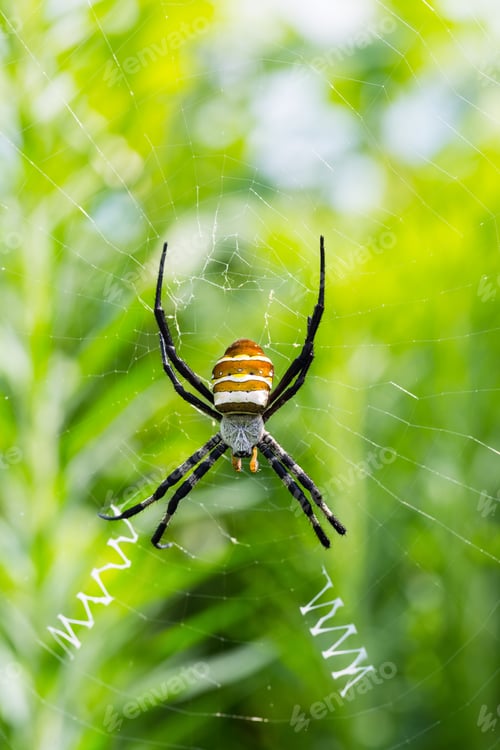 Preview: wasp spider closeup, argiope bruennichi on his web