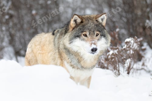Preview: Beautiful alpha male wolf stands in the snow in beautiful winter forest