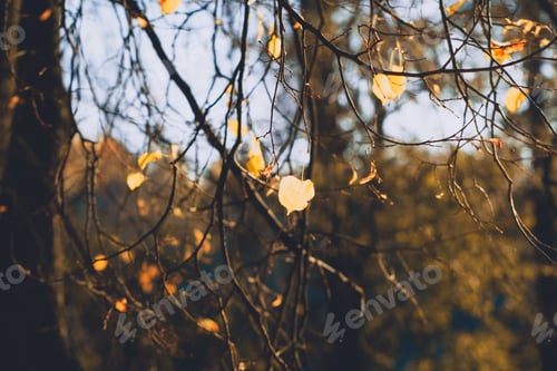 Preview: Macro photography of a yellow leaf on a birch branch in an autumn forest. Moody toned image.
