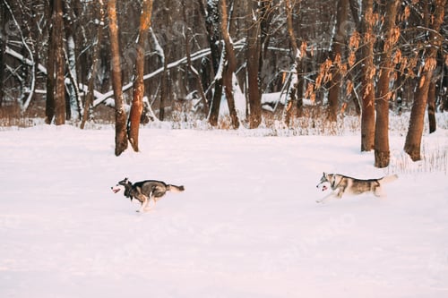 Preview: Two Funny Happy Siberian Husky Dogs Running Together Outdoor In Snowy Park At Sunny Winter Day
