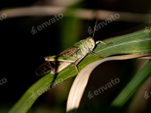 Preview: Closeup of a green grasshopper on a leaf at night