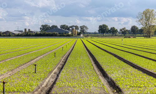 Preview: Vast agricultural field with young crops under a cloudy sky.