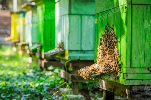 Preview: Full of honey beehives in sunny day