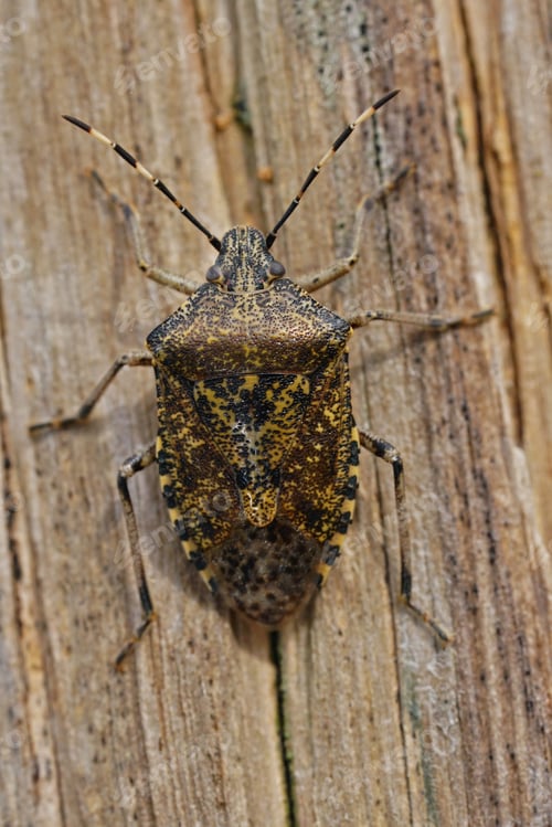 Preview: Closeup on an overwintering grey garden bug, Rhaphigaster nebulosa on wood