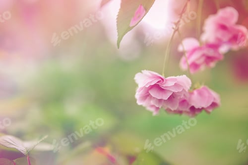 Preview: Pink blooming sakura, copy space. Spring floral pastel backdrop.