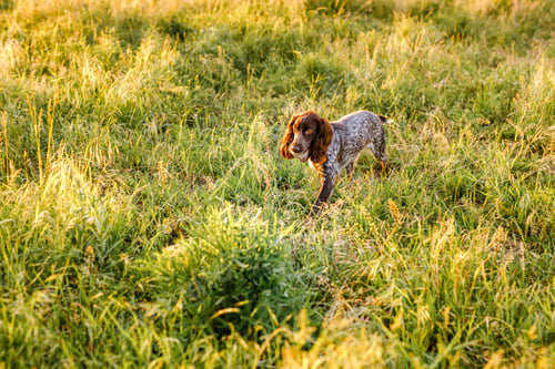 Preview: Russian brown spaniel lying in green grass in a field and lit by the setting sun