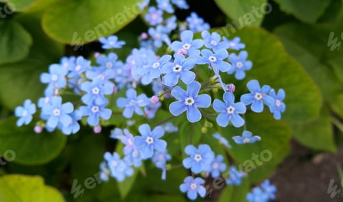 Preview: Small blue flowers of Forget-me-nots in park