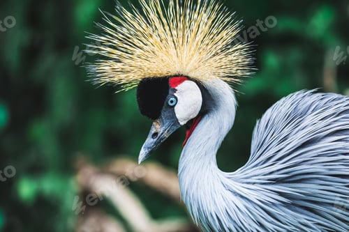 Vorschau: Schwarzer Kronenkranichvogel - Balearica pavonina, Bali, Indonesien. Portrait aus nächster Nähe