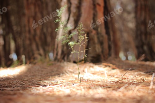 Preview: Young tree wants to grow