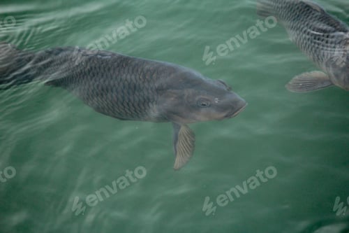Preview: Lake with two large fish