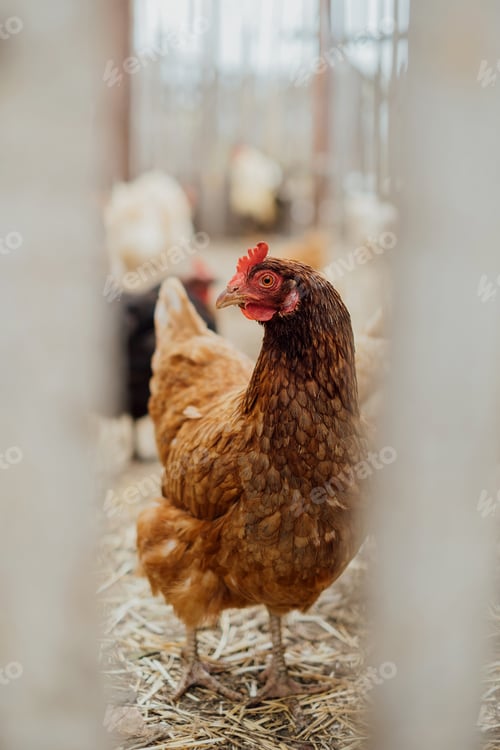 Preview: A beautiful red hen on a farm looks at the camera through a fence.