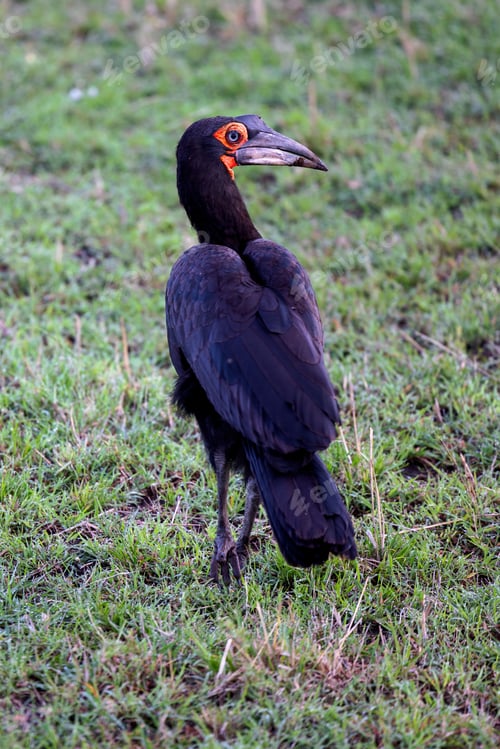 Preview: Southern ground hornbill (Bucorvus leadbeateri) standing in a grassy field