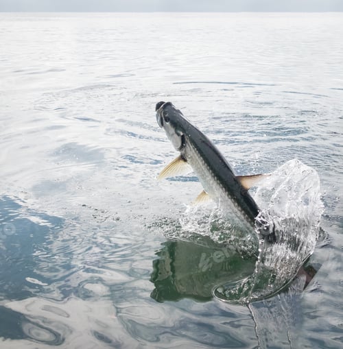 Preview: Tarpon fish jumping out of water - Caye Caulker, Belize