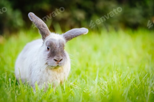 Preview: A Young Lop Rabbit in the Grass