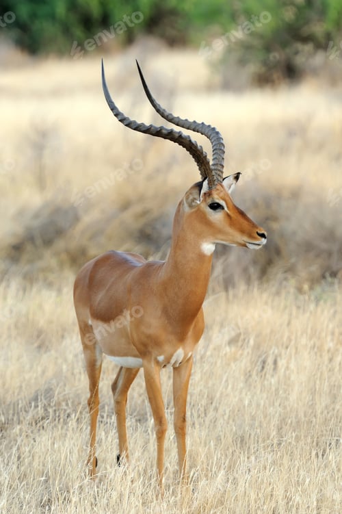 Preview: Impala