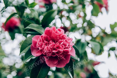 Preview: Pink Camellia Tree with Blooming Flowers
