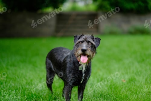 Preview: Shallow focus of a black schnauzer dog on a green field