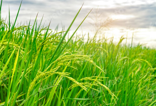 Preview: Green rice paddy field. Rice plantation. Organic jasmine rice farm in Asia. Rice growing agriculture