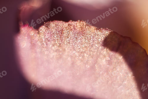 Preview: abstract purple background. Nature of pink leaf in garden at summer. Natural violet leaves plants. S