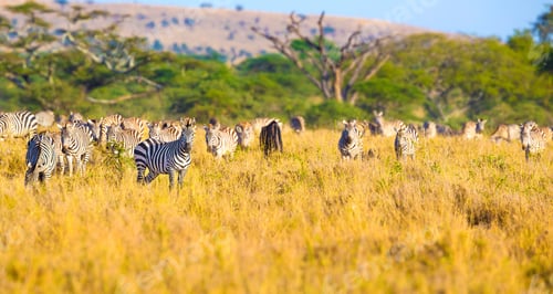 Preview: Large herd of zebras eating grass in Serengeti Africa