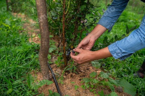 Preview: Close Up of a Womans Hand Gently Picking Fresh Blueberries in the Sunlit Garden