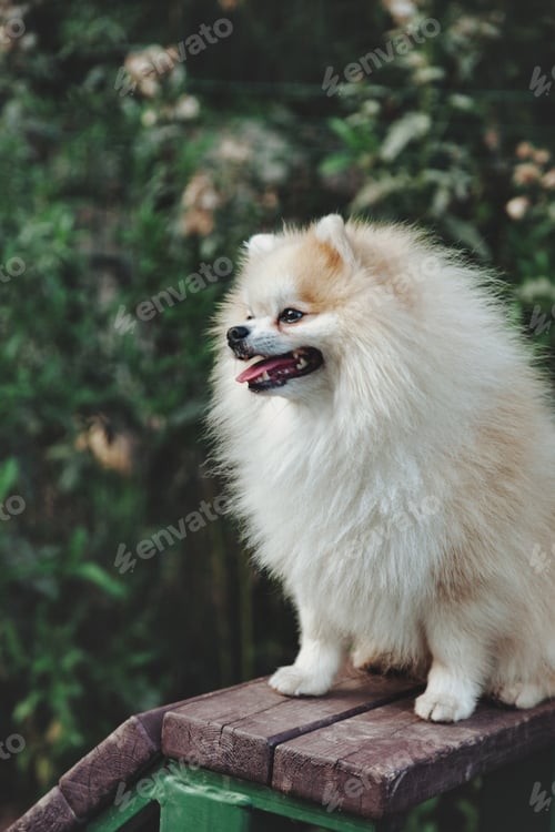 Preview: Portrait of fluffy puppy of Small German Pomeranian on dog playground