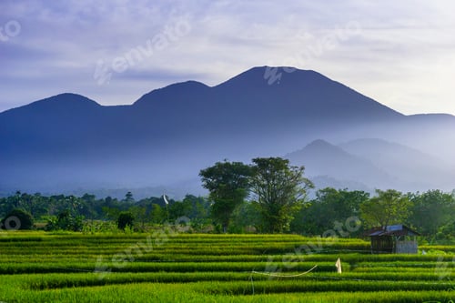 Preview: indonesia beauty landscape paddy fields in north bengkulu natural beautiful morning view from asia