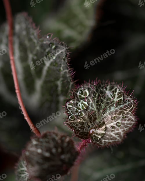 Preview: A beautiful leaf of a green houseplant with dew drops on the leaves