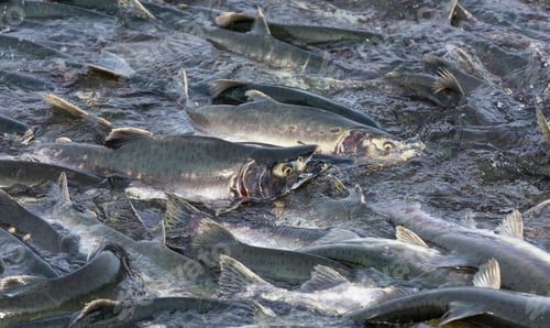 Preview: Salmon spawning