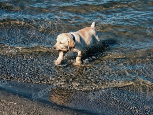 Preview: Cute little yellow Labrador puppy running in a water with a piece of wood in his mouth