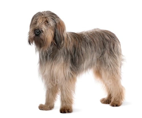 Preview: Bearded Collie, 1 Year Old, standing in front of white background
