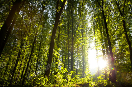 Preview: Morning light of the sun makes its way through the forest
