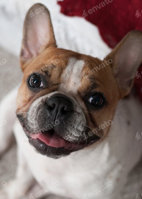 Preview: Portrait of French Bulldog