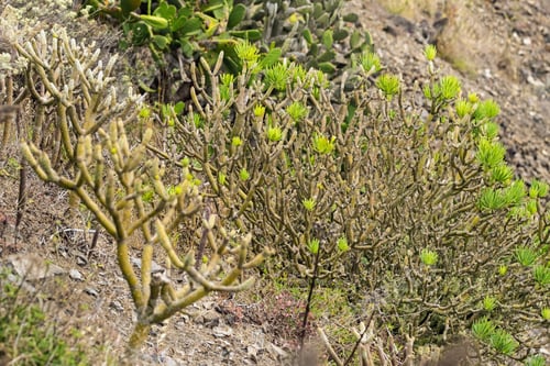 Preview: Green plants on the island of Tenerife. Canary Islands, Spain