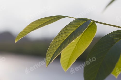 Preview: Close-up of tree brunch with big dark shiny green leaves on blurred misty background. Beauty of