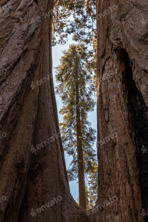Preview: A sequoia view from a hole of a giant tree in Sequoia National Park, California