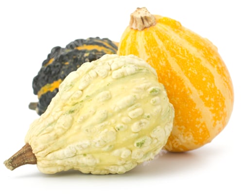 Preview: Decorative pumpkins collection isolated on white background