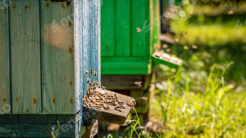 Preview: Colorful beehives in countryside. Ecological and natural beekeeping.