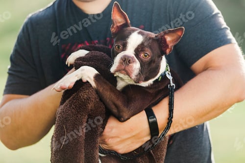 Preview: Pet dog being towelled dry