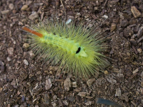 Preview: Close up of tussock moth (larva)