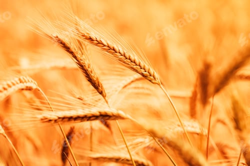 Preview: Ripe barley crops in cultivated field