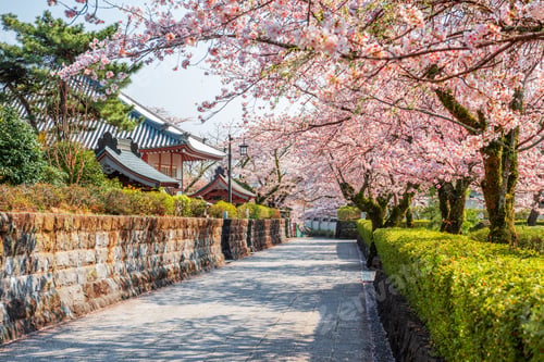 Preview: Shizuoka, Japan old town streets with cherry blossoms in Spring season