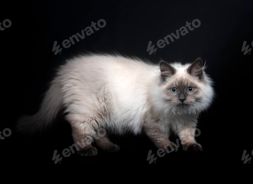 Preview: siberian cat in studio