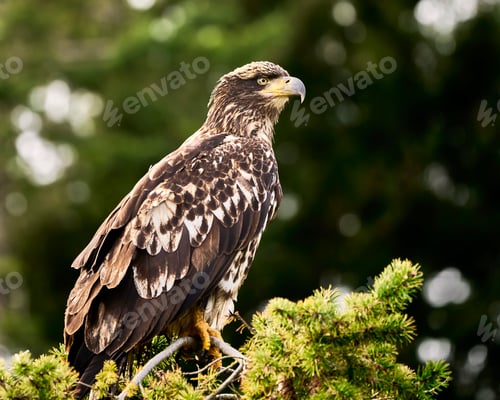 Preview: Eagle perched on a branch against lush green foliage.