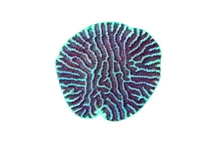 Preview: Favia Brain Coral with Contrasting Grooves