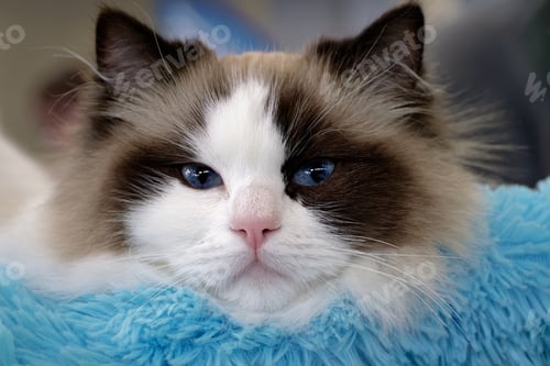 Preview: Young relaxed ragdoll cat
