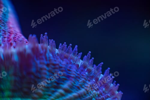 Preview: marine LPS coral Trachyphyllia, Lobophyllia macro photo, selective focus